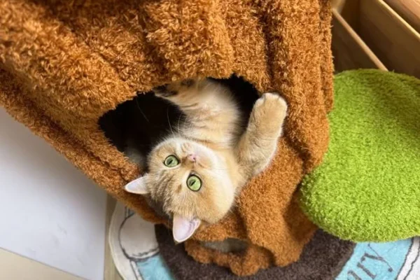 Cat Tree vs Cat Shelves